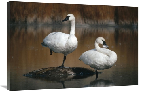 Global Gallery GCS-451882-2436-142 24 x 36 in. Trumpeter Swan Pair,