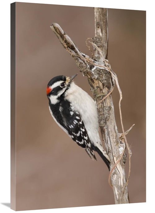 Global Gallery GCS-397389-2436-142 24 x 36 in. Downy Woodpecker Male&#