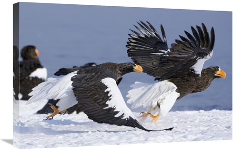 Global Gallery GCS-397432-2030-142 20 x 30 in. Stellers Sea Eagle Chas