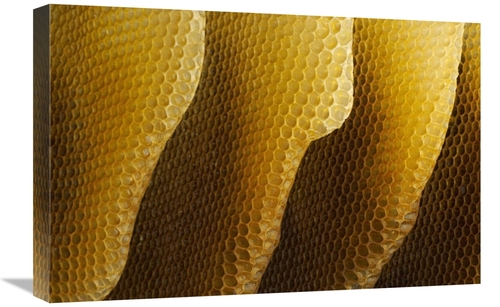 Global Gallery GCS-453387-1624-142 16 x 24 in. Honey Bee Honeycombs&#4