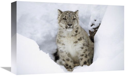 Global Gallery GCS-396344-1218-142 12 x 18 in. Snow Leopard Adult Port
