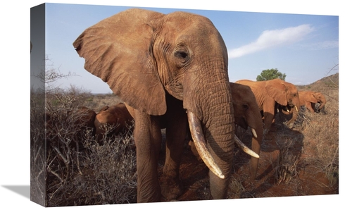 Global Gallery GCS-452964-1218-142 12 x 18 in. Orphan Elephant Called 