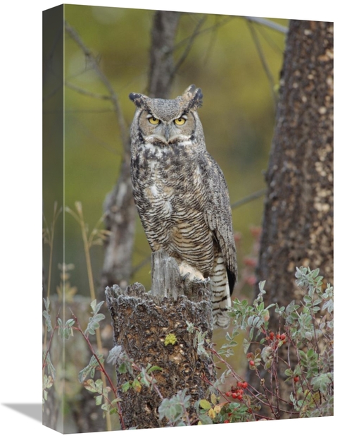 Global Gallery GCS-396916-1218-142 12 x 18 in. Great Horned Owl in Its