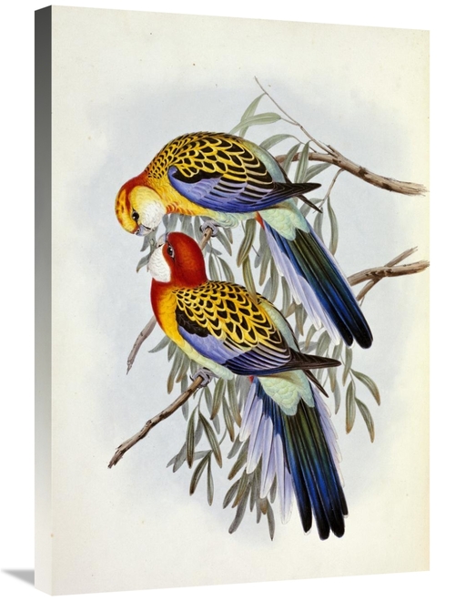 Global Gallery GCS-266417-30-142 30 in. Eastern Rosella Art Print - Jo