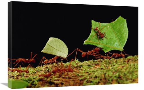 Global Gallery GCS-450770-2030-142 20 x 30 in. Leafcutter Ant Workers 