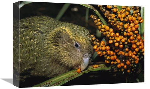 Global Gallery GCS-451747-1218-142 12 x 18 in. Kakapo Flightless Feedi