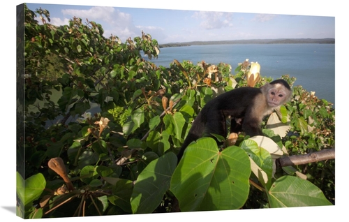 Global Gallery GCS-398548-2436-142 24 x 36 in. White-Faced Capuchin in