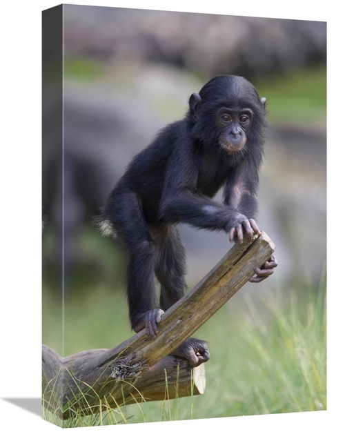 Global Gallery GCS-450857-1218-142 12 x 18 in. Bonobo Baby on Log,