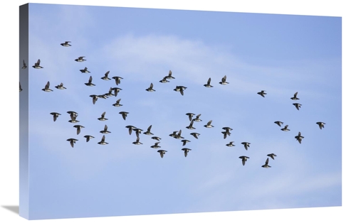 Global Gallery GCS-452702-2030-142 20 x 30 in. Little Auk Flock Flying