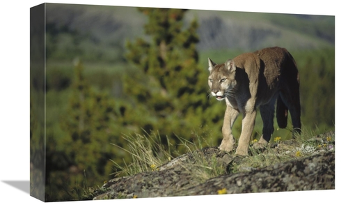 Global Gallery GCS-451951-1218-142 12 x 18 in. Mountain Lion Walking A