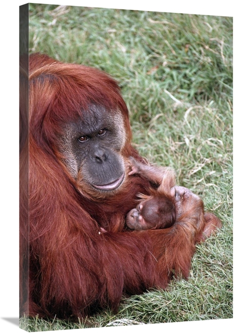 Global Gallery GCS-450826-2030-142 20 x 30 in. Sumatran Orangutan Moth