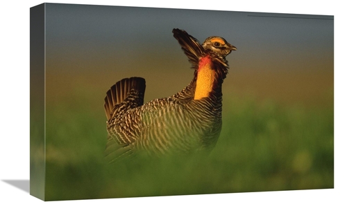 Global Gallery GCS-396750-1218-142 12 x 18 in. Greater Prairie Chicken