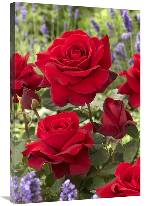 Global Gallery GCS-398318-2436-142 24 x 36 in. Rose Flowers Art Print 