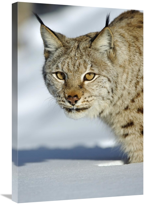 Global Gallery GCS-398057-2030-142 20 x 30 in. Eurasian Lynx in Snow&#