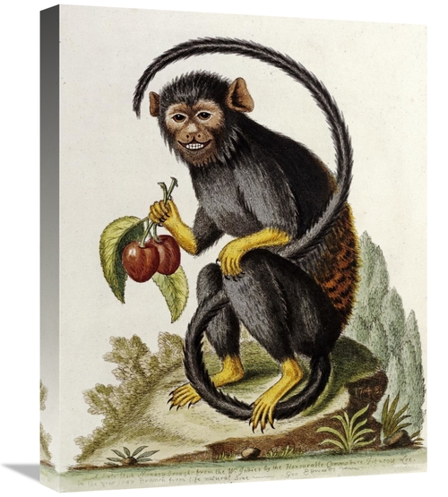 22 in. A Little Black Monkey Art Print - George Edwards