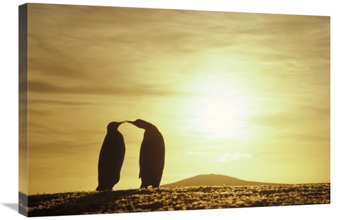 Global Gallery GCS-451113-2030-142 20 x 30 in. King Penguins & Austral