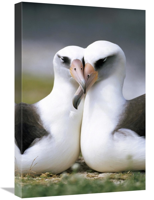Global Gallery GCS-395610-1624-142 16 x 24 in. Laysan Albatross Pair B