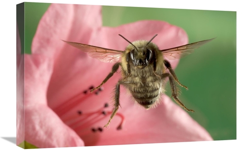 Global Gallery GCS-395729-1624-142 16 x 24 in. Bumblebee Flying Toward