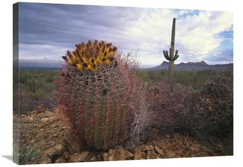Global Gallery GCS-452028-2432-142 24 x 32 in. Saguaro & Giant Barrel 