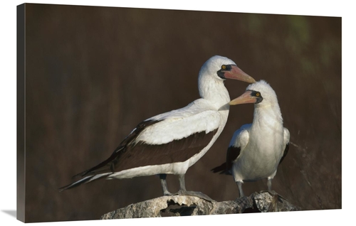 Global Gallery GCS-451770-2436-142 24 x 36 in. Nazca Booby Pair At Nes