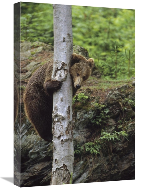 Global Gallery GCS-452282-1624-142 16 x 24 in. Brown Bear Adult Climbi