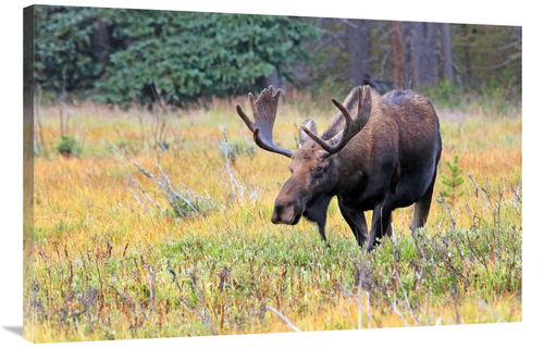 Global Gallery GCS-486506-40-142 40 in. Bull Moose Art Print - Vic Sch