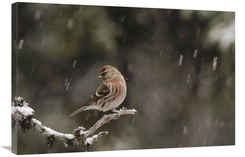 Global Gallery GCS-451889-2436-142 24 x 36 in. Common Redpoll Male in 