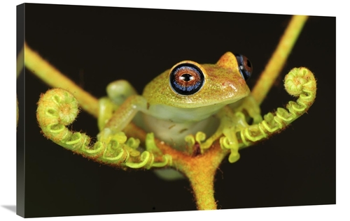 Global Gallery GCS-397661-2436-142 24 x 36 in. Green Bright-Eyed Frog 