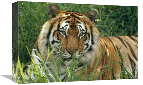 Global Gallery GCS-395777-1218-142 12 x 18 in. Bengal Tiger Portrait a