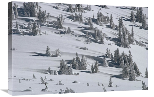 Global Gallery GCS-451908-2030-142 20 x 30 in. Douglas Fir Trees Casti