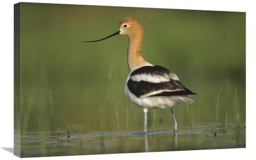 Global Gallery GCS-395927-2030-142 20 x 30 in. American Avocet in Bree