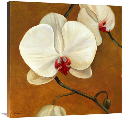 Global Gallery GCS-137412-3030-142 30 x 30 in. Orquideas Blancas II Ar