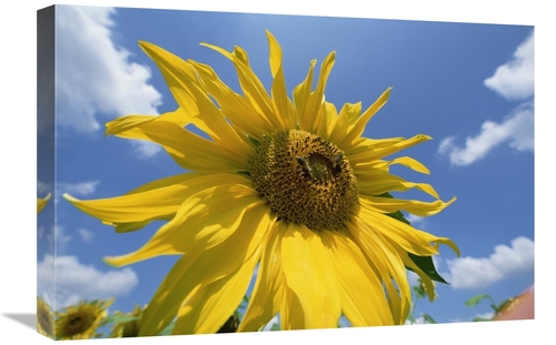 Global Gallery GCS-398479-1624-142 16 x 24 in. Common Sunflower with B