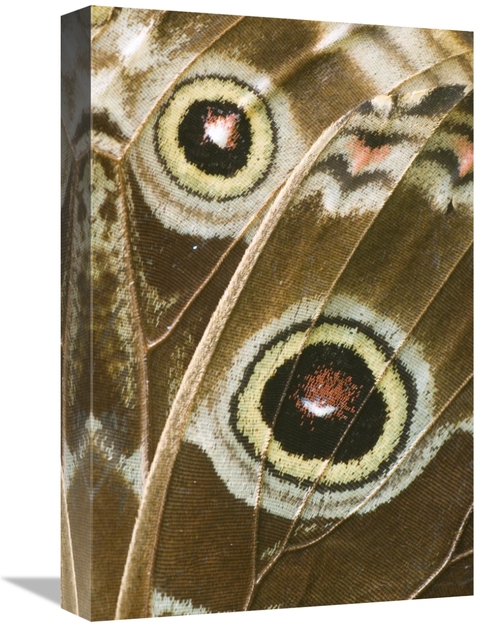 Global Gallery GCS-397366-1218-142 12 x 18 in. Blue Morpho Butterfly W