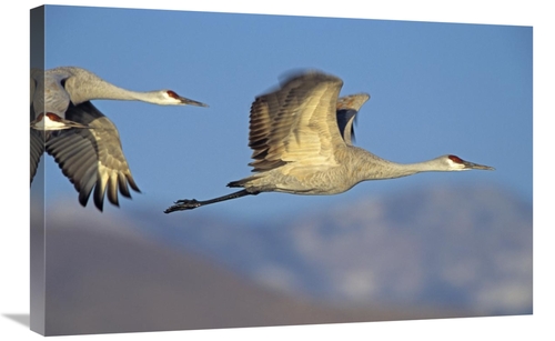 Global Gallery GCS-396092-2030-142 20 x 30 in. Sandhill Cranes Flying&