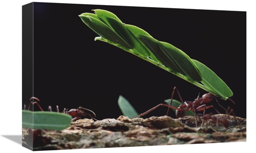 Global Gallery GCS-450703-1218-142 12 x 18 in. Leafcutter Ant Group Gr