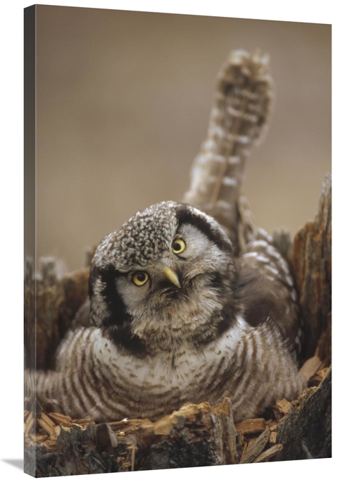 Global Gallery GCS-451897-2436-142 24 x 36 in. Northern Hawk Owl Incub
