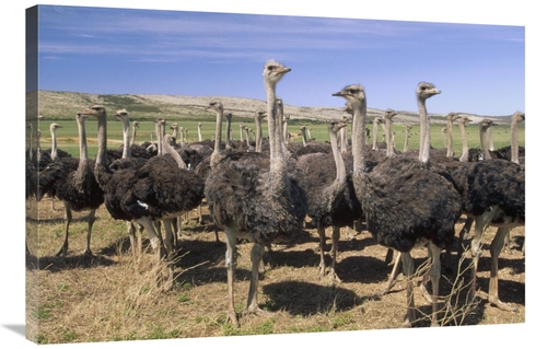 Global Gallery GCS-452909-2436-142 24 x 36 in. Ostrich Females in Larg
