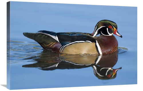 Global Gallery GCS-397373-2436-142 24 x 36 in. Wood Duck Male Swimming