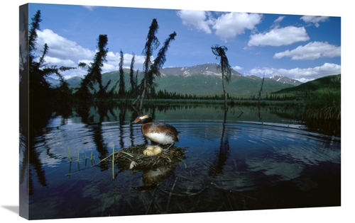 Global Gallery GCS-451918-2030-142 20 x 30 in. Horned Grebe Adult At N