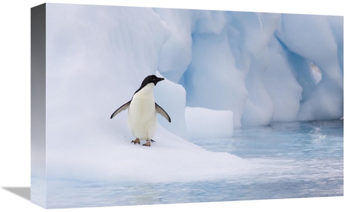 Global Gallery GCS-395823-1218-142 12 x 18 in. Adelie Penguin on Melti