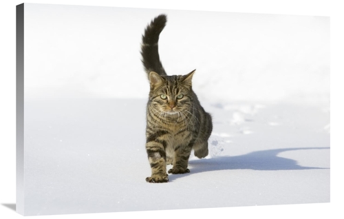 Global Gallery GCS-452579-2436-142 24 x 36 in. House Cat Male Walking 