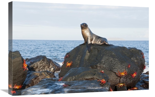 Global Gallery GCS-395602-2030-142 20 x 30 in. Galapagos Sea Lion Pup 