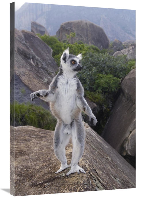 Global Gallery GCS-397957-2436-142 24 x 36 in. Ring-Tailed Lemur Male 