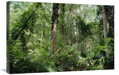 Global Gallery GCS-453009-2030-142 20 x 30 in. Low Montane Tropical Ra