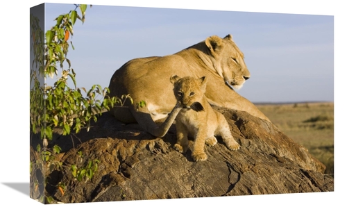 Global Gallery GCS-395886-1218-142 12 x 18 in. African Lion Cub Playin