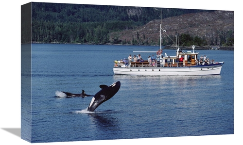 Global Gallery GCS-450568-1218-142 12 x 18 in. Orca Leaping Before Wha