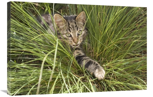 Global Gallery GCS-452578-2436-142 24 x 36 in. House Cat Hunting in Gr