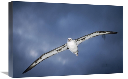 Global Gallery GCS-451432-1624-142 16 x 24 in. Laysan Albatross Flying