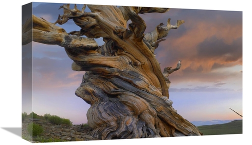 Global Gallery GCS-396963-1218-142 12 x 18 in. Foxtail Pine Tree, 